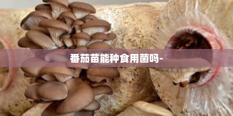 番茄苗能种食用菌吗-