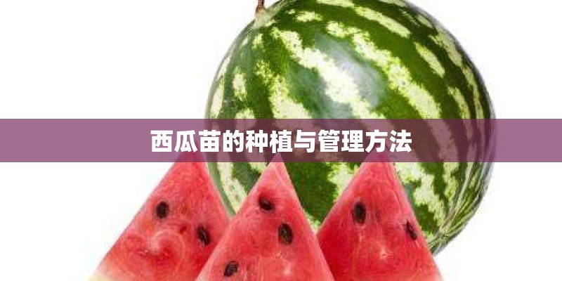 西瓜苗的种植与管理方法