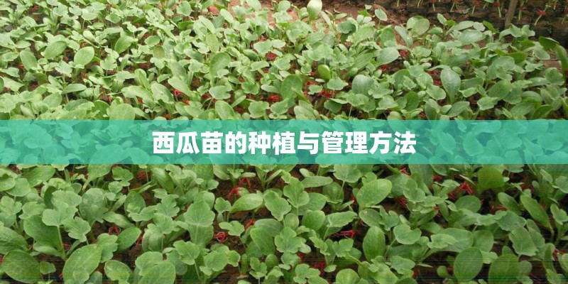 西瓜苗的种植与管理方法