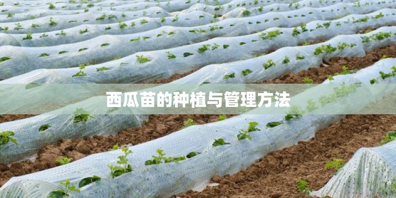 西瓜苗的种植与管理方法