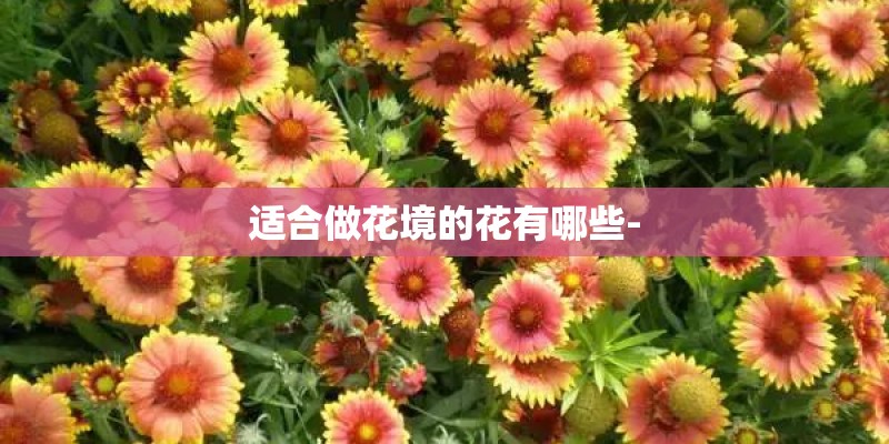 洋辣子养殖一亩地能产多少斤