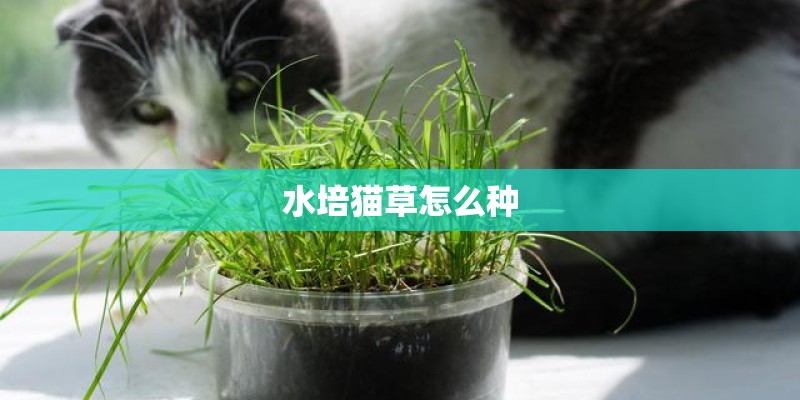 水培猫草怎么种 水培猫草怎么种