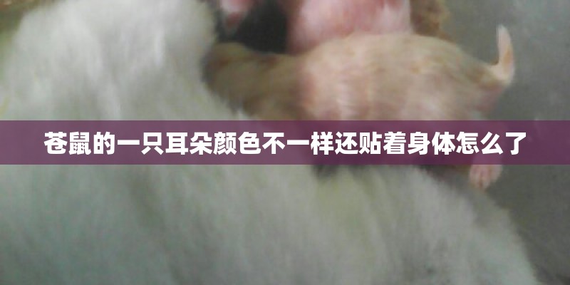苍鼠的一只耳朵颜色不一样还贴着身体怎么了