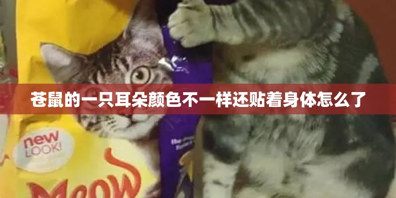 苍鼠的一只耳朵颜色不一样还贴着身体怎么了