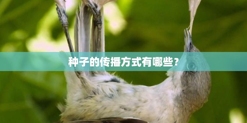 种子的传播方式有哪些？