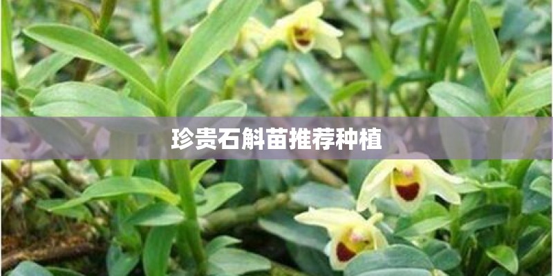 珍贵石斛苗推荐种植 珍贵石斛苗推荐种植