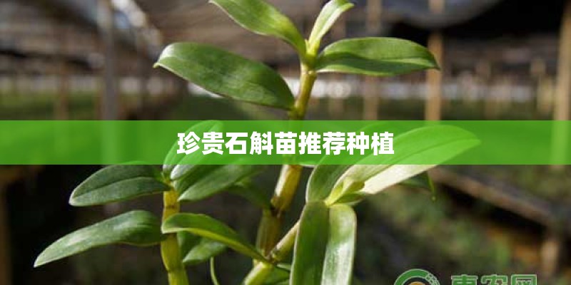 珍贵石斛苗推荐种植 珍贵石斛苗推荐种植