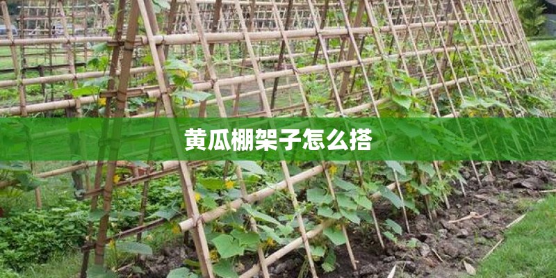 黄瓜棚架子怎么搭