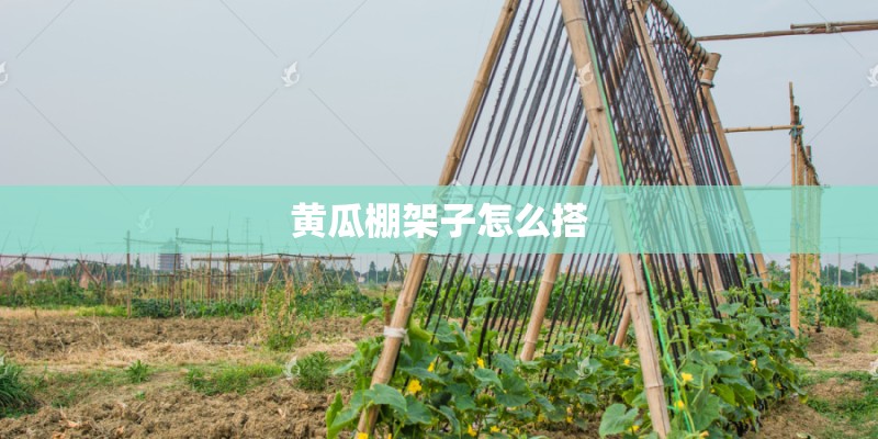 黄瓜棚架子怎么搭 黄瓜棚架子怎么搭