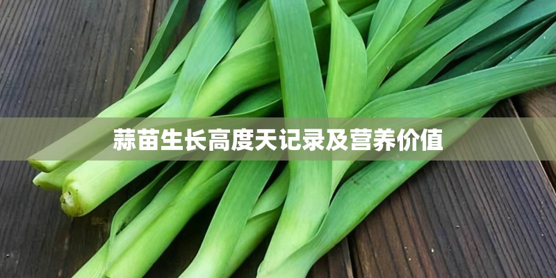 蒜苗生长高度天记录及营养价值 蒜苗生长高度天记录及营养价值