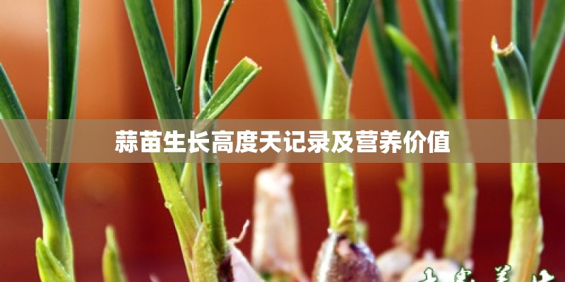 蒜苗生长高度天记录及营养价值 蒜苗生长高度天记录及营养价值