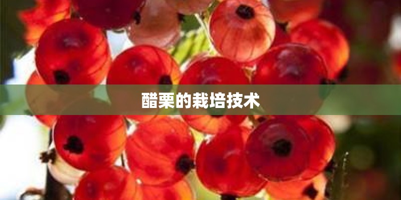 醋栗的栽培技术