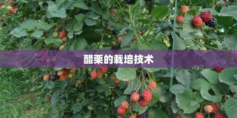 醋栗的栽培技术