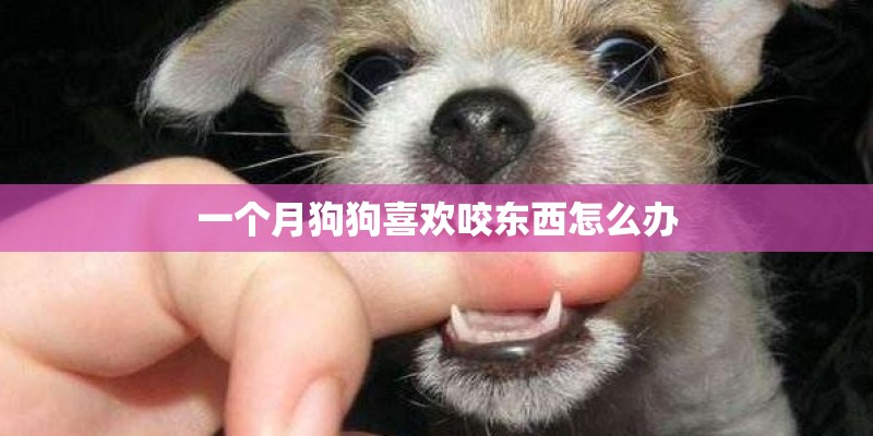 一个月狗狗喜欢咬东西怎么办