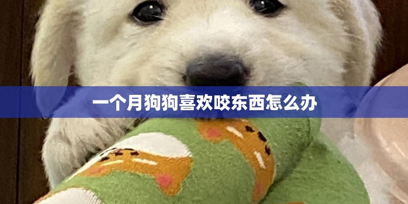一个月狗狗喜欢咬东西怎么办