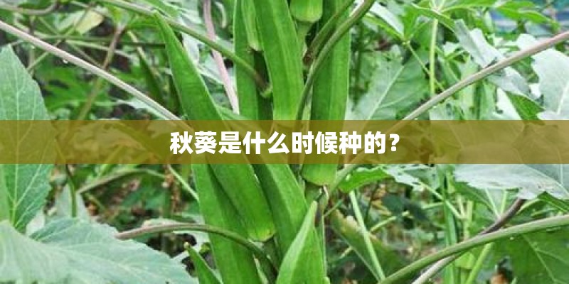 秋葵是什么时候种的？
