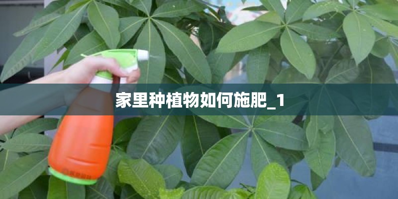 家里种植物如何施肥_1 家里种植物如何施肥_1