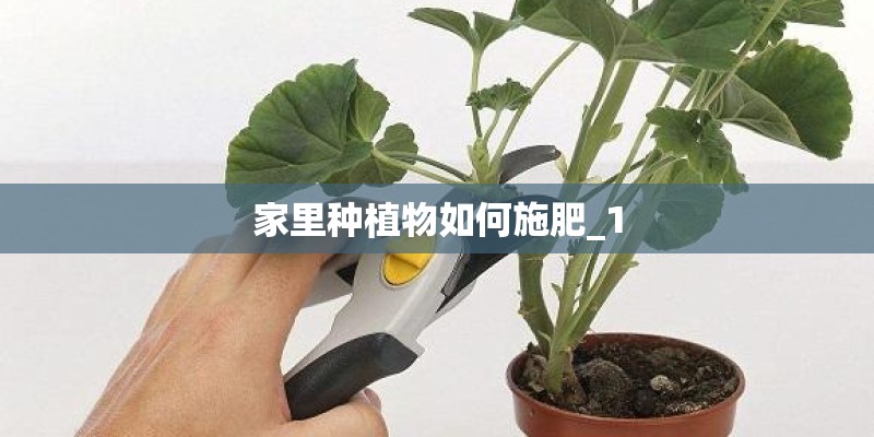 家里种植物如何施肥_1 家里种植物如何施肥_1