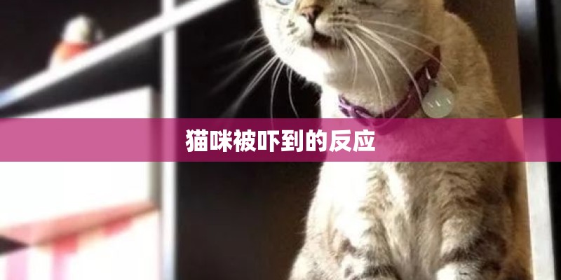 猫咪被吓到的反应 猫咪被吓到的反应