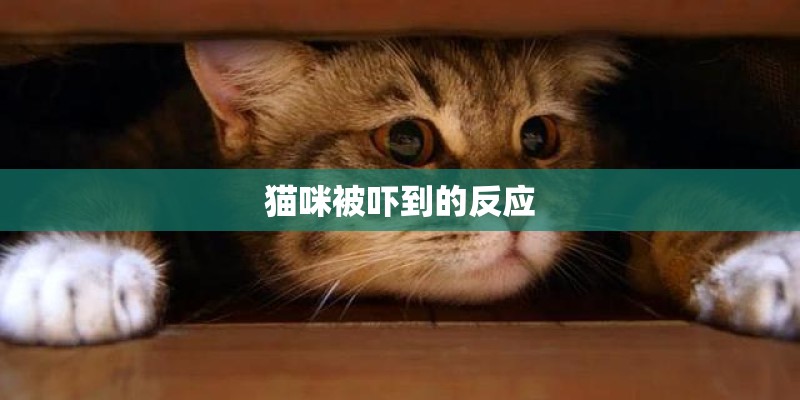 猫咪被吓到的反应 猫咪被吓到的反应