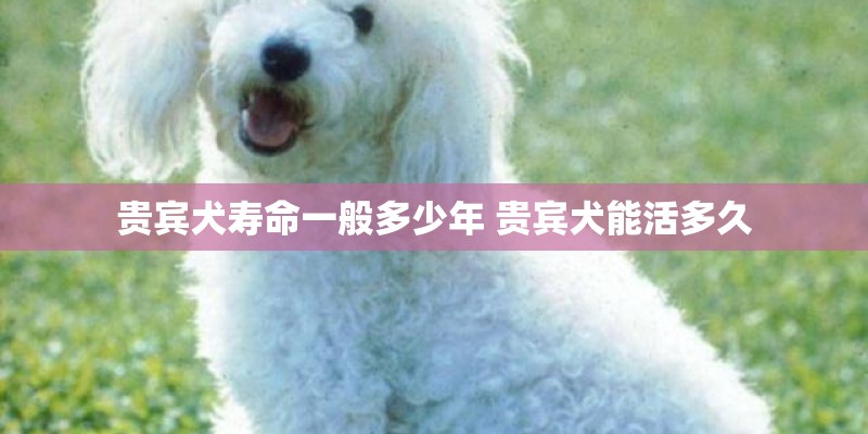 贵宾犬寿命一般多少年 贵宾犬能活多久