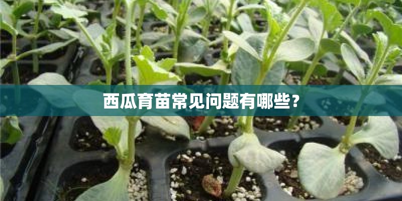 西瓜育苗常见问题有哪些？