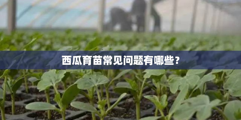 西瓜育苗常见问题有哪些？