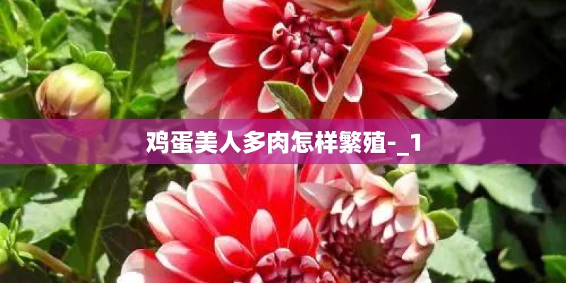 鸡蛋美人多肉怎样繁殖-_1 鸡蛋美人多肉怎样繁殖-_1