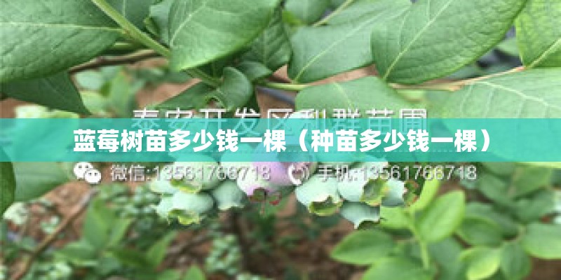 蓝莓树苗多少钱一棵（种苗多少钱一棵）