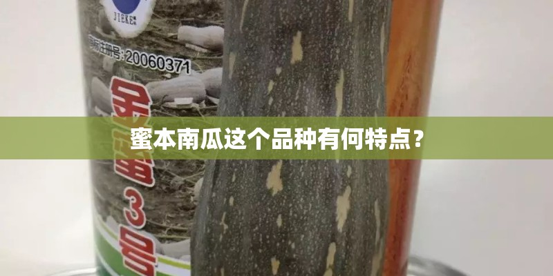 蜜本南瓜这个品种有何特点？
