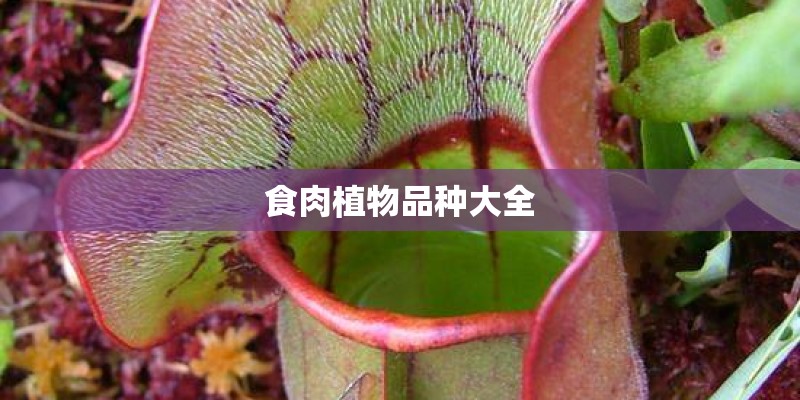 食肉植物品种大全
