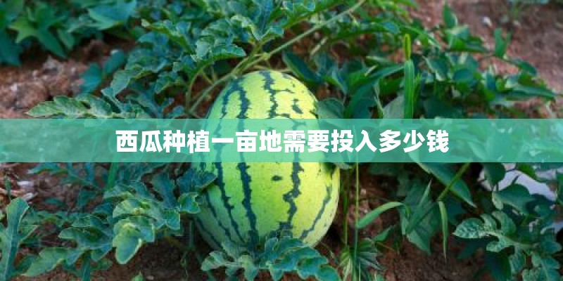 西瓜种植一亩地需要投入多少钱 西瓜种植一亩地需要投入多少钱