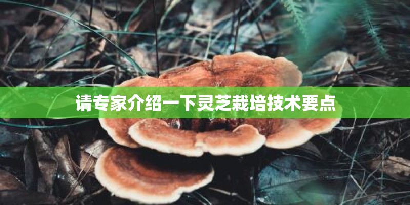 请专家介绍一下灵芝栽培技术要点