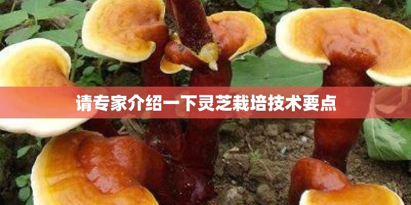 请专家介绍一下灵芝栽培技术要点
