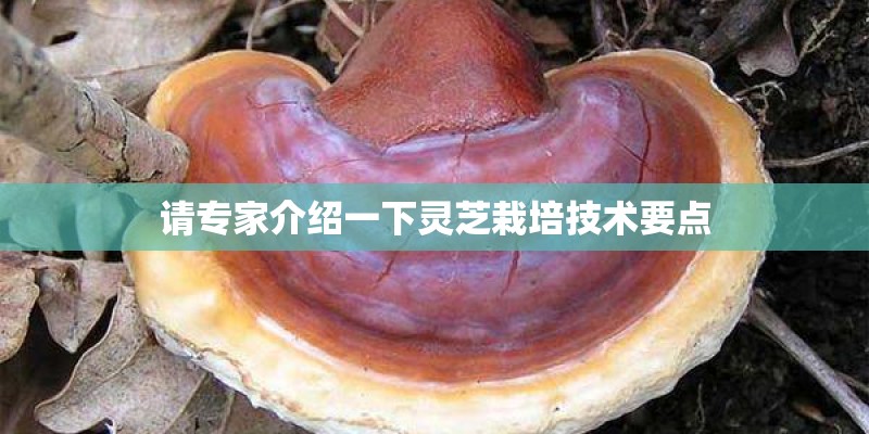 请专家介绍一下灵芝栽培技术要点