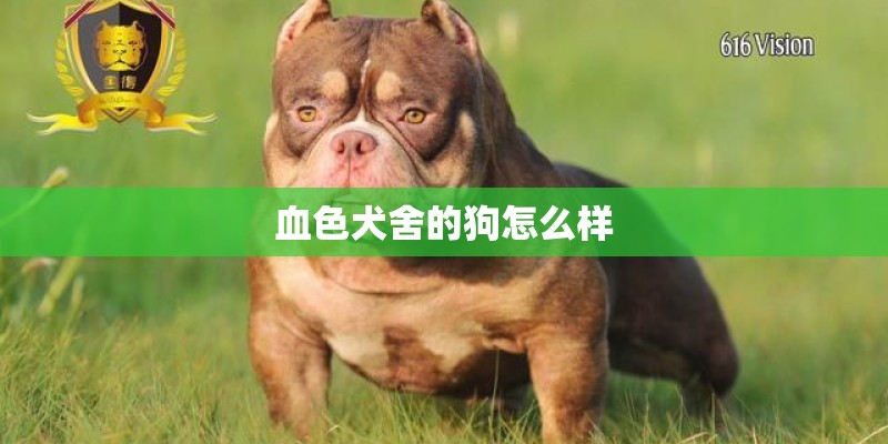 血色犬舍的狗怎么样