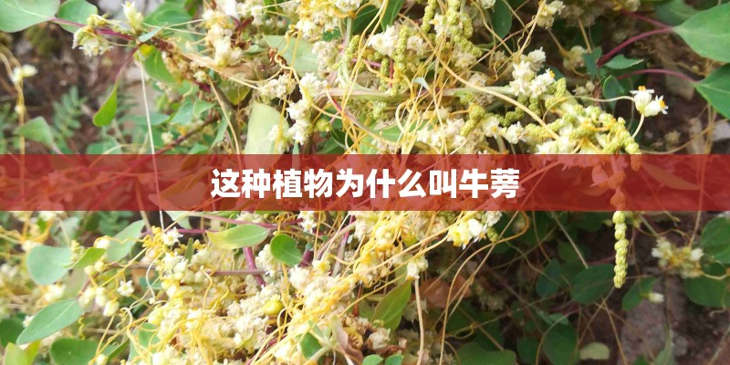 这种植物为什么叫牛蒡