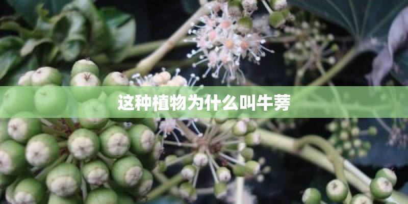 这种植物为什么叫牛蒡