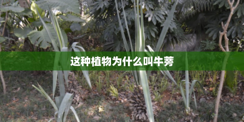 这种植物为什么叫牛蒡
