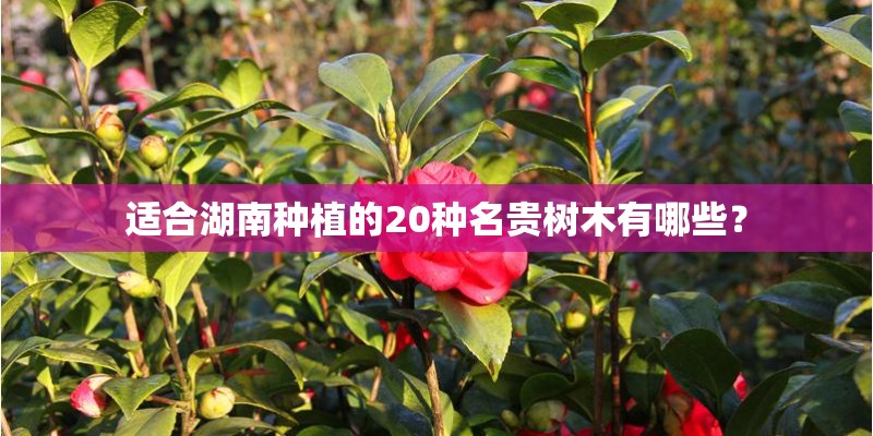 适合湖南种植的20种名贵树木有哪些? 适合湖南种植的20种名贵树木有哪些?