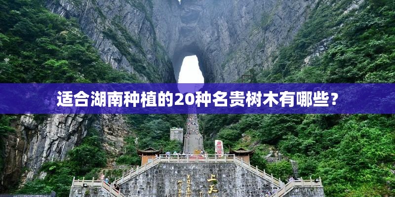 适合湖南种植的20种名贵树木有哪些? 适合湖南种植的20种名贵树木有哪些?