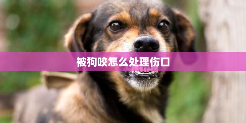 被狗咬怎么处理伤口 被狗咬怎么处理伤口
