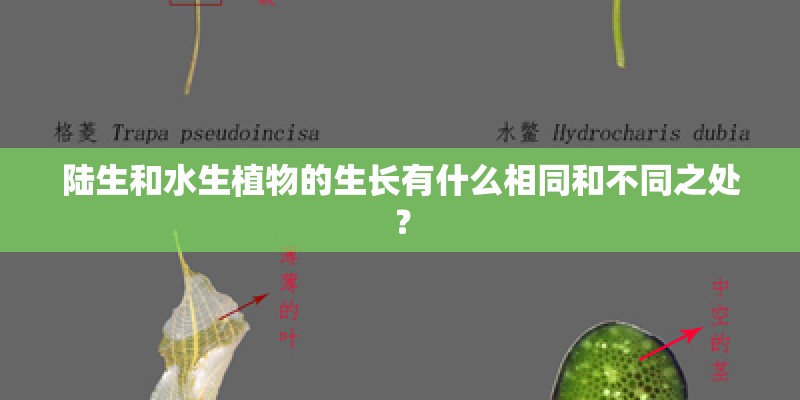 陆生和水生植物的生长有什么相同和不同之处？