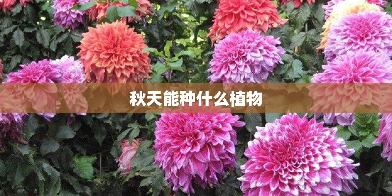 秋天能种什么植物