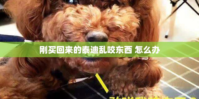刚买回来的泰迪乱咬东西 怎么办 刚买回来的泰迪乱咬东西 怎么办