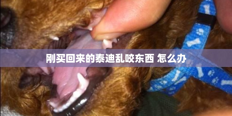 刚买回来的泰迪乱咬东西 怎么办 刚买回来的泰迪乱咬东西 怎么办