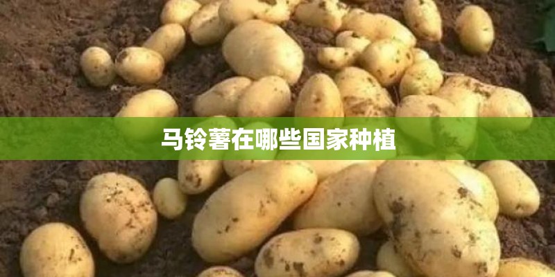 马铃薯在哪些国家种植 马铃薯在哪些国家种植