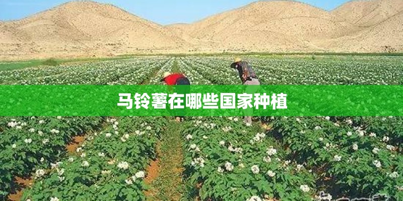 马铃薯在哪些国家种植 马铃薯在哪些国家种植