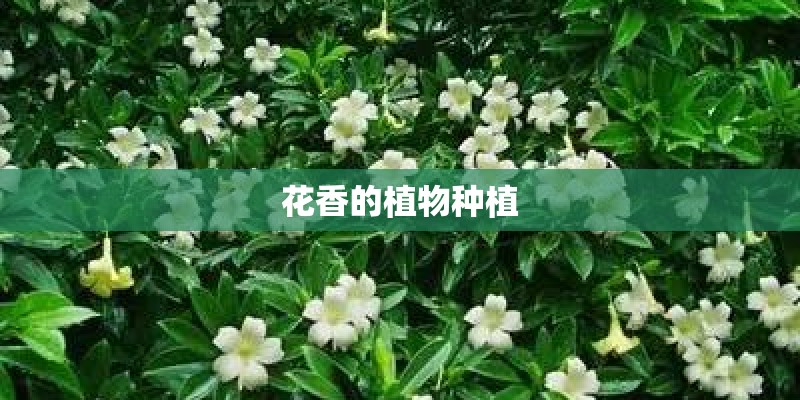 花香的植物种植
