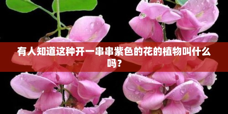 有人知道这种开一串串紫色的花的植物叫什么吗？